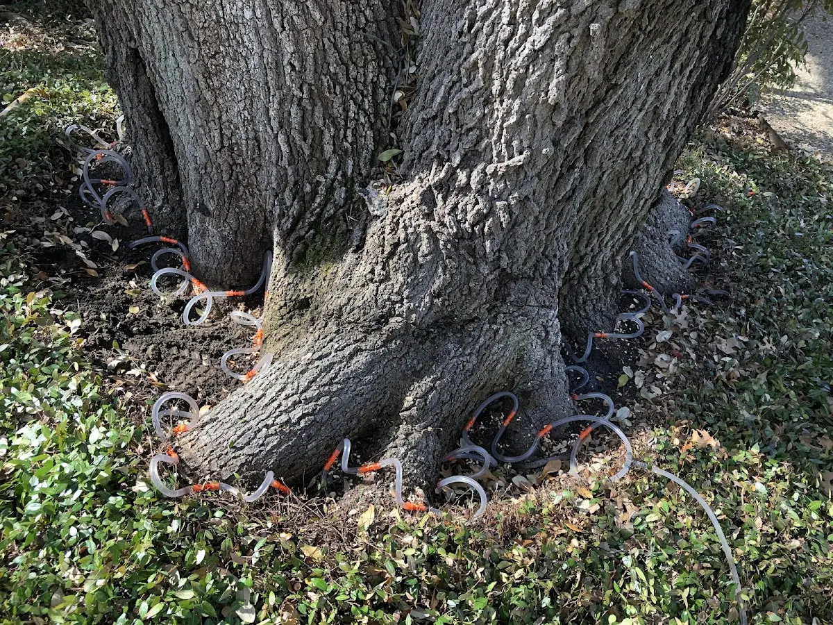 Detailed Shrub and Hedge Trimming job site in Fountain Hill