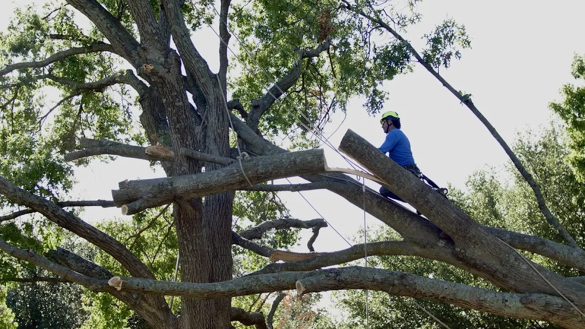 Professional Hazardous Tree Removal performed by certified arborists in Fountain Hill
