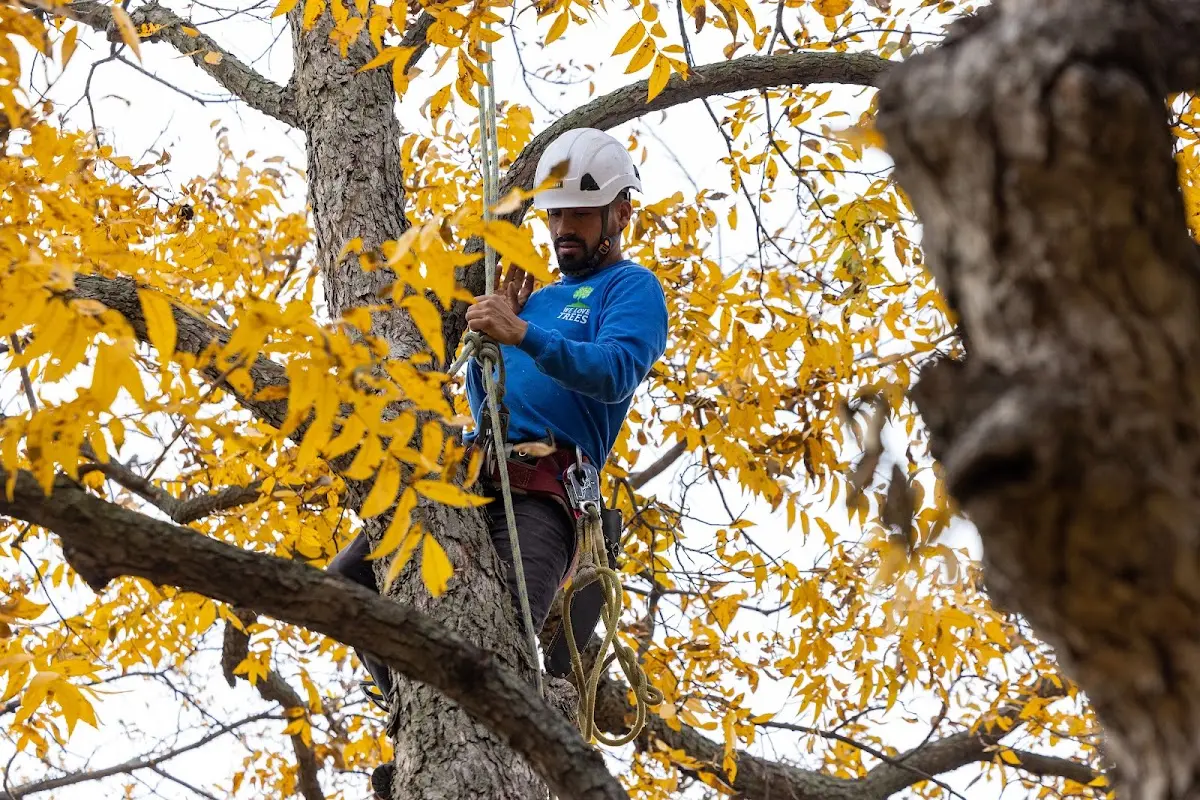 Skilled Tree Planing crew working in Fountain Hill