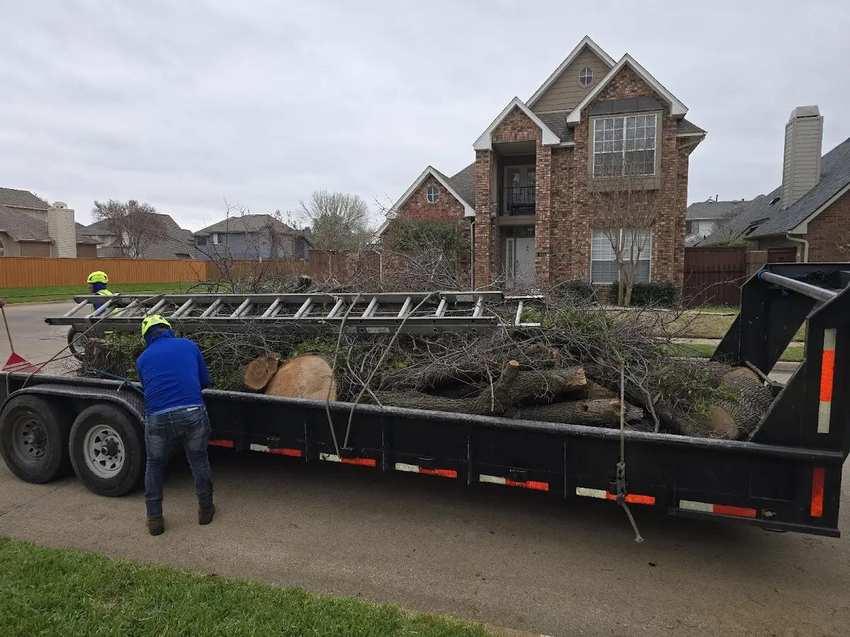 Expert Tree Removal with proper safety equipment in Fountain Hill